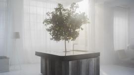 Oasi: a tree in the kitchen